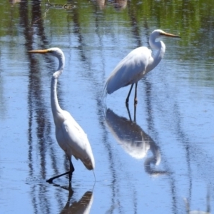 Ardea alba at Fyshwick, ACT - 27 Nov 2019