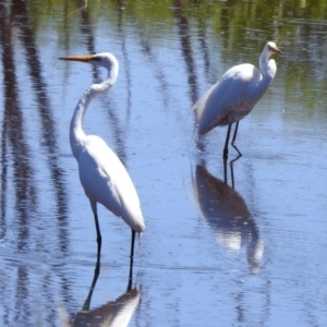 Ardea alba at Fyshwick, ACT - 27 Nov 2019