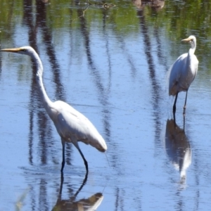 Ardea alba at Fyshwick, ACT - 27 Nov 2019 02:29 PM