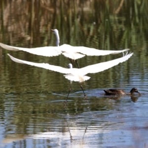 Ardea alba at Fyshwick, ACT - 27 Nov 2019 02:29 PM