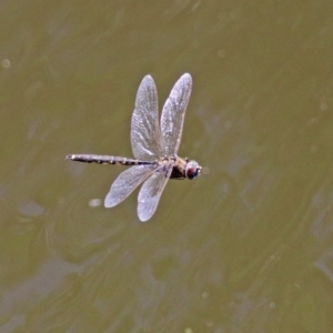 Hemicordulia tau at Fyshwick, ACT - 27 Nov 2019