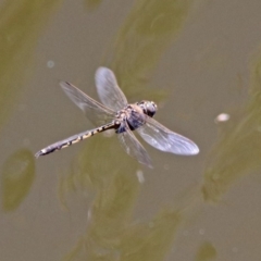 Hemicordulia tau at Fyshwick, ACT - 27 Nov 2019 02:09 PM