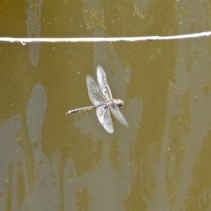 Hemicordulia tau at Fyshwick, ACT - 27 Nov 2019 02:09 PM