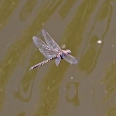 Hemicordulia tau at Fyshwick, ACT - 27 Nov 2019 02:09 PM