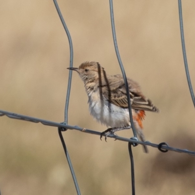 Epthianura tricolor (Crimson Chat) at Holt, ACT - 28 Nov 2019 by rawshorty