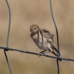 Epthianura tricolor at Holt, ACT - 28 Nov 2019