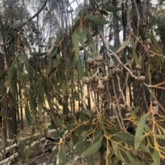 Eucalyptus macrorhyncha (Red Stringybark) at Stromlo, ACT - 23 Nov 2019 by Nat