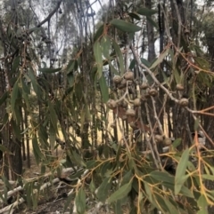 Eucalyptus macrorhyncha (Red Stringybark) at Stromlo, ACT - 24 Nov 2019 by Nat