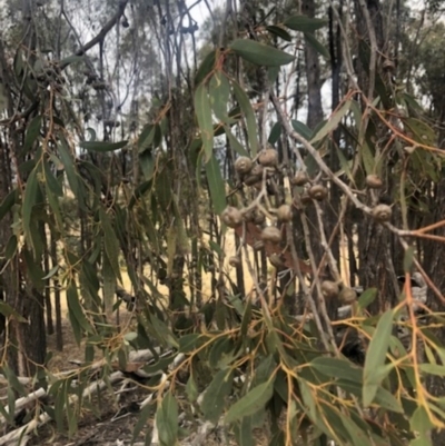 Eucalyptus macrorhyncha (Red Stringybark) at Stromlo, ACT - 23 Nov 2019 by Nat