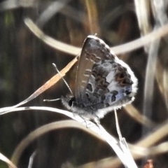 Neolucia agricola (Fringed Heath-blue) at Booth, ACT - 27 Nov 2019 by JohnBundock