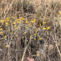 Chrysocephalum apiculatum (Common Everlasting) at Stromlo, ACT - 24 Nov 2019 by Nat