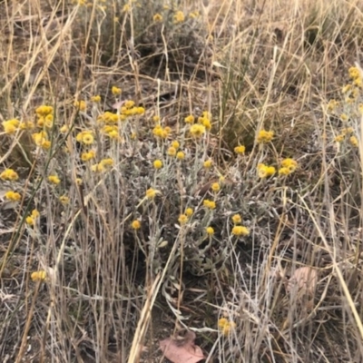 Chrysocephalum apiculatum (Common Everlasting) at Stromlo, ACT - 24 Nov 2019 by Nat