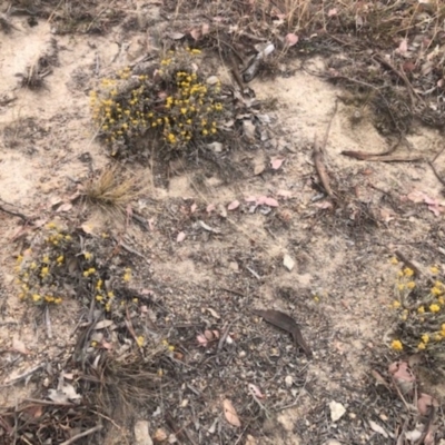 Chrysocephalum apiculatum (Common Everlasting) at Stromlo, ACT - 23 Nov 2019 by Nat