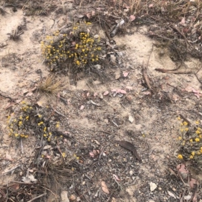 Chrysocephalum apiculatum (Common Everlasting) at Stromlo, ACT - 24 Nov 2019 by Nat