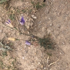 Wahlenbergia luteola (Yellowish Bluebell) at Stromlo, ACT - 23 Nov 2019 by Nat