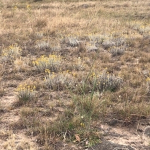 Chrysocephalum apiculatum at Stromlo, ACT - 24 Nov 2019