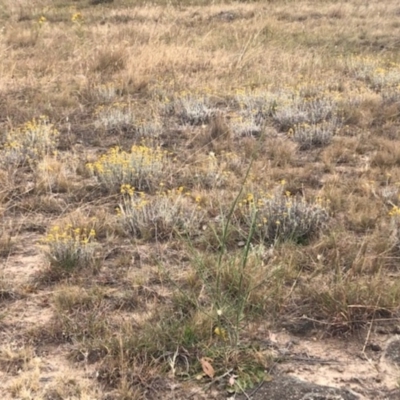 Chrysocephalum apiculatum (Common Everlasting) at Stromlo, ACT - 23 Nov 2019 by Nat