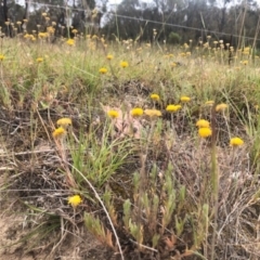 Leptorhynchos squamatus (Scaly Buttons) at Tuggeranong DC, ACT - 24 Nov 2019 by Nat
