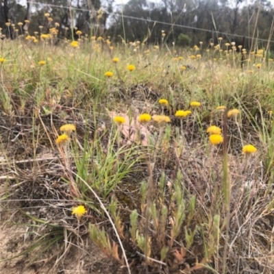 Leptorhynchos squamatus (Scaly Buttons) at Tuggeranong DC, ACT - 24 Nov 2019 by Nat