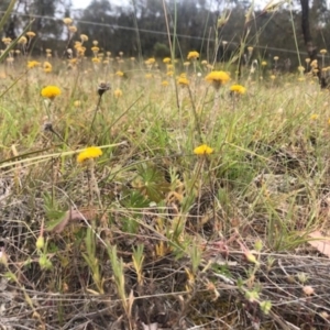 Leptorhynchos squamatus at Tuggeranong DC, ACT - 24 Nov 2019