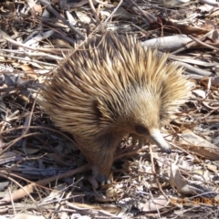 Tachyglossus aculeatus (Short-beaked Echidna) at Sth Tablelands Ecosystem Park - 27 Nov 2019 by AndyRussell
