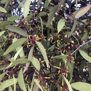 Amyema pendula subsp. pendula at Chapman, ACT - 24 Nov 2019 10:02 AM