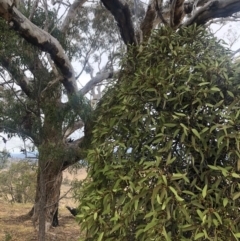 Amyema pendula subsp. pendula at Chapman, ACT - 24 Nov 2019 10:02 AM