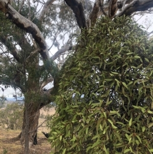 Amyema pendula subsp. pendula at Chapman, ACT - 24 Nov 2019