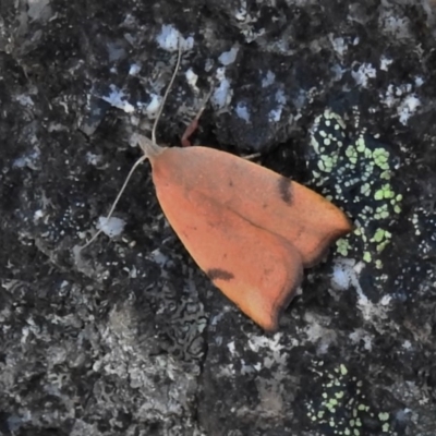 Tortricopsis uncinella (A concealer moth) at Booth, ACT - 27 Nov 2019 by JohnBundock