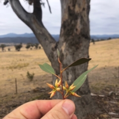 Eucalyptus blakelyi (Blakely's Red Gum) at Cooleman Ridge - 23 Nov 2019 by Nat