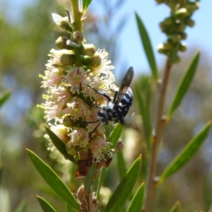 Thyreus caeruleopunctatus at Molonglo Valley, ACT - 28 Nov 2019