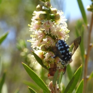 Thyreus caeruleopunctatus at Molonglo Valley, ACT - 28 Nov 2019