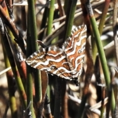 Melitulias graphicata (Mask Carpet) at Mount Clear, ACT - 27 Nov 2019 by JohnBundock