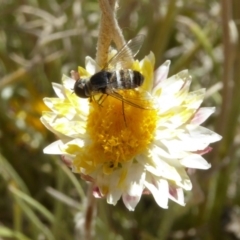 Villa sp. (genus) at Molonglo Valley, ACT - 28 Nov 2019