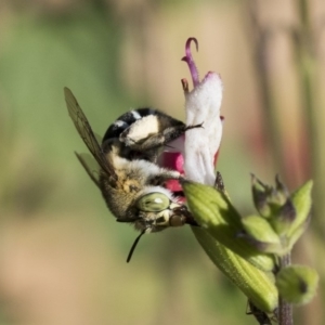 Amegilla (Zonamegilla) asserta at Higgins, ACT - 28 Nov 2019 08:04 AM