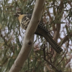 Eudynamys orientalis at Higgins, ACT - 22 Nov 2019