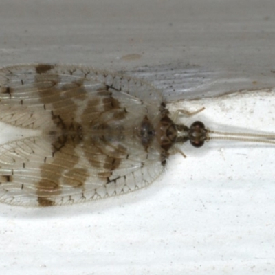 Carobius pulchellus (Brown Lacewing) at Ainslie, ACT - 24 Oct 2019 by jb2602