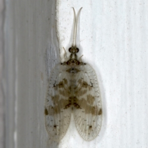 Carobius pulchellus at Ainslie, ACT - 24 Oct 2019 08:14 PM