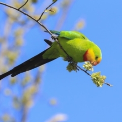 Polytelis swainsonii at Hawker, ACT - suppressed