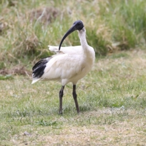 Threskiornis molucca at Belconnen, ACT - 17 Sep 2019 02:41 PM