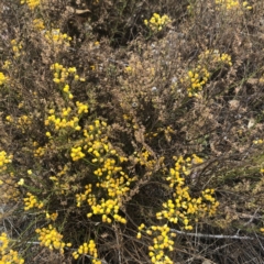 Chrysocephalum semipapposum (Clustered Everlasting) at Tuggeranong DC, ACT - 23 Nov 2019 by Nat