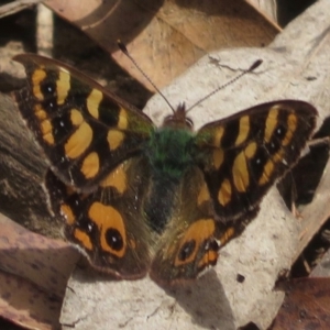 Argynnina cyrila at Cotter River, ACT - 23 Nov 2019 11:23 AM