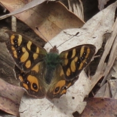 Argynnina cyrila at Cotter River, ACT - 23 Nov 2019 11:23 AM