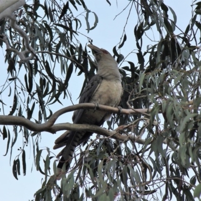 Scythrops novaehollandiae (Channel-billed Cuckoo) at Malua Bay, NSW - 28 Nov 2019 by nickhopkins