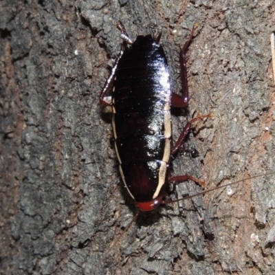 Drymaplaneta communis (Eastern Wood Runner, Common Shining Cockroach) at Conder, ACT - 14 Nov 2019 by michaelb