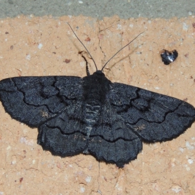 Melanodes anthracitaria (Black Geometrid) at Conder, ACT - 19 Nov 2019 by michaelb