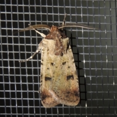 Agrotis porphyricollis (Variable Cutworm) at Pollinator-friendly garden Conder - 25 Nov 2019 by michaelb