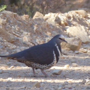 Leucosarcia melanoleuca at Cotter River, ACT - 28 Nov 2019