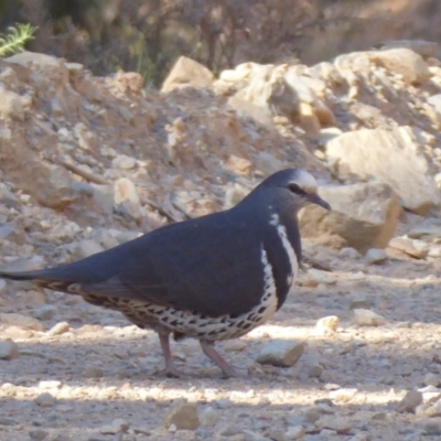 Leucosarcia melanoleuca (Wonga Pigeon) at Cotter River, ACT - 28 Nov 2019 by Christine