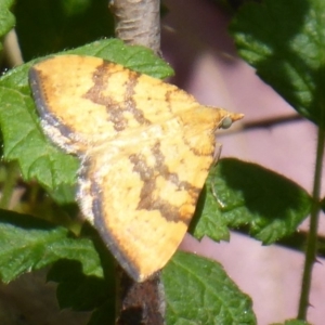 Chrysolarentia correlata at Cotter River, ACT - 28 Nov 2019